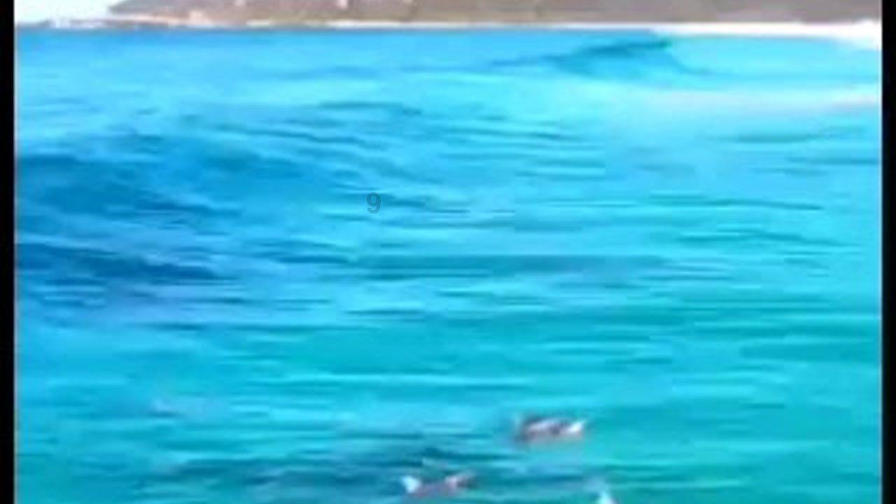 猪猪去冒险