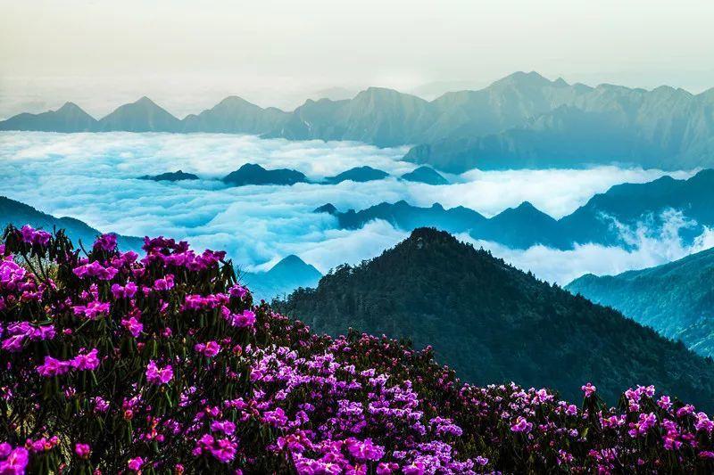 逃离橡子树种植地